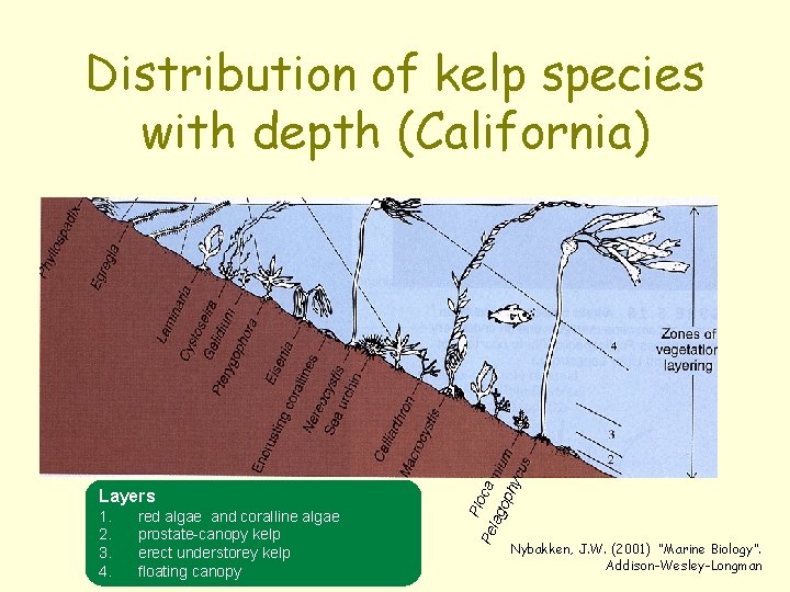 Layers 1. 2. 3. 4. red algae and coralline algae prostate-canopy kelp erect understorey