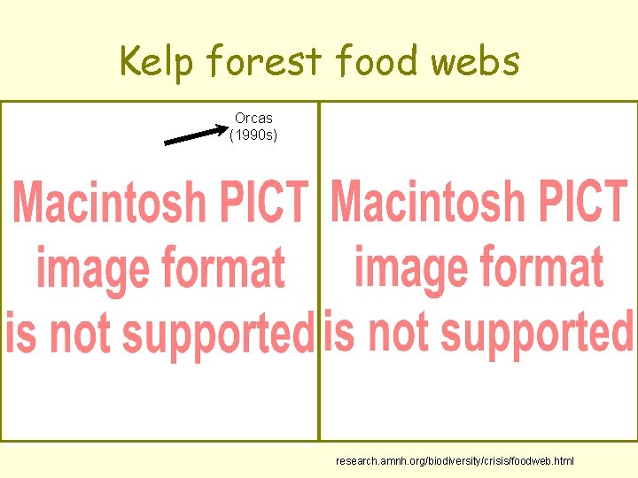 Kelp forest food webs Orcas (1990 s) research. amnh. org/biodiversity/crisis/foodweb. html 
