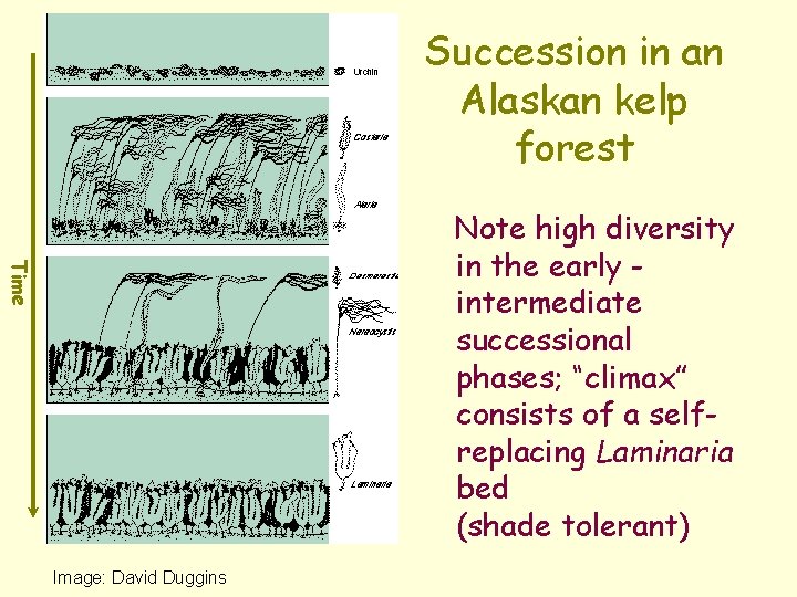 Succession in an Alaskan kelp forest Time Note high diversity in the early intermediate