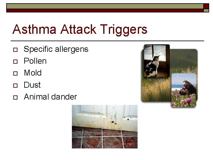 Asthma Attack Triggers o o o Specific allergens Pollen Mold Dust Animal dander 
