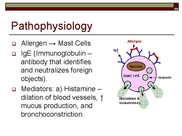 Pathophysiology q q q Allergen → Mast Cells Ig. E (Immunoglobulin – antibody that