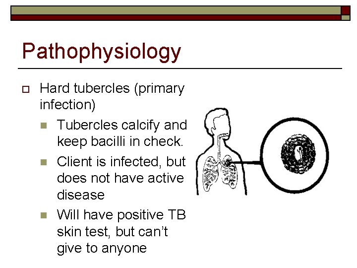 Pathophysiology o Hard tubercles (primary infection) n Tubercles calcify and keep bacilli in check.