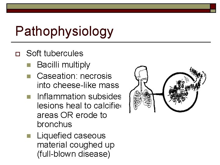 Pathophysiology o Soft tubercules n Bacilli multiply n Caseation: necrosis into cheese-like mass n