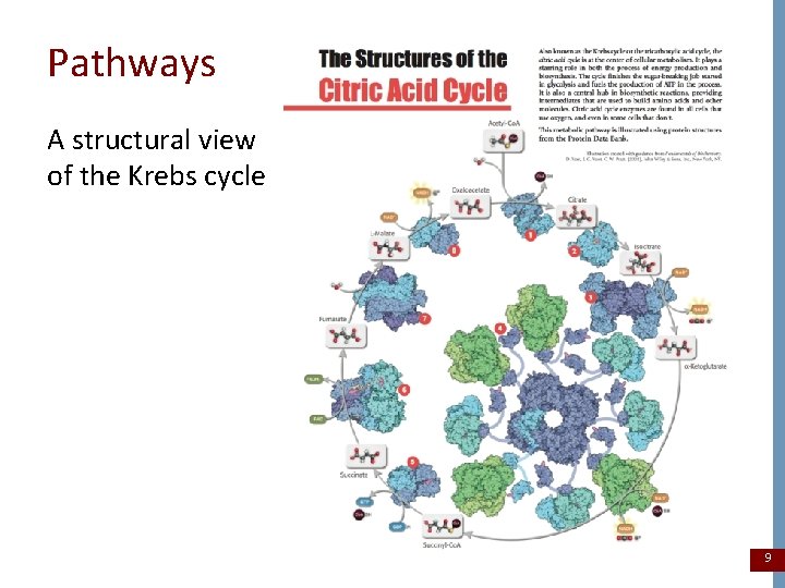 Pathways A structural view of the Krebs cycle 9 