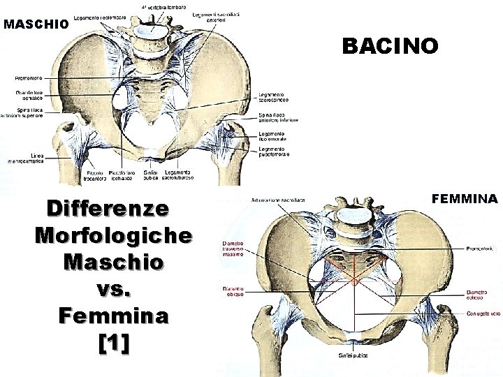 MASCHIO Differenze Morfologiche Maschio vs. Femmina [1] BACINO FEMMINA 