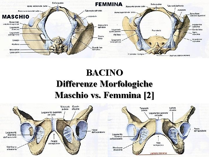 FEMMINA MASCHIO BACINO Differenze Morfologiche Maschio vs. Femmina [2] 