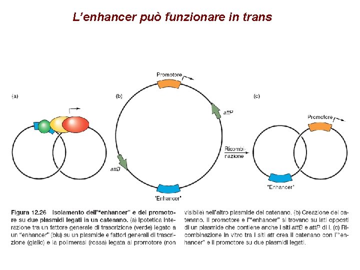 L’enhancer può funzionare in trans 