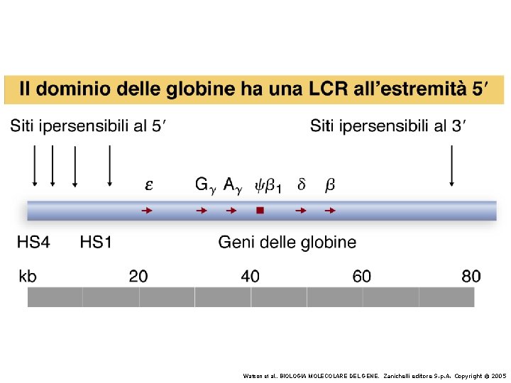 Watson et al. , BIOLOGIA MOLECOLARE DEL GENE, Zanichelli editore S. p. A. Copyright