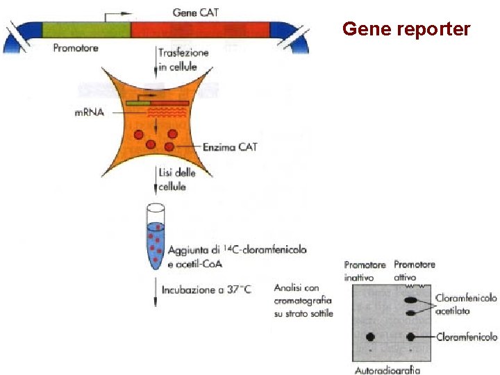 Gene reporter 