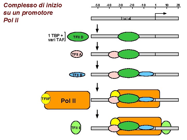 Complesso di inizio su un promotore Pol II 1 TBP + vari TAF -5