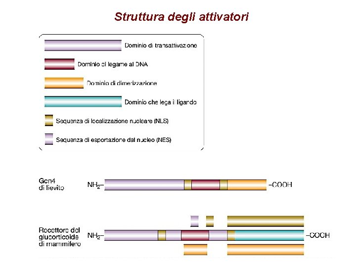 Struttura degli attivatori 