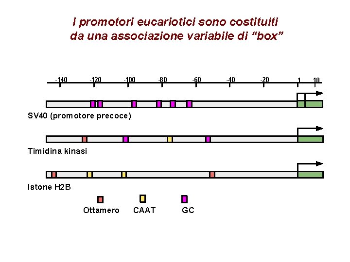 I promotori eucariotici sono costituiti da una associazione variabile di “box” -140 -120 -100