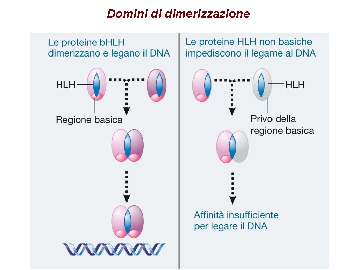 Domini di dimerizzazione 