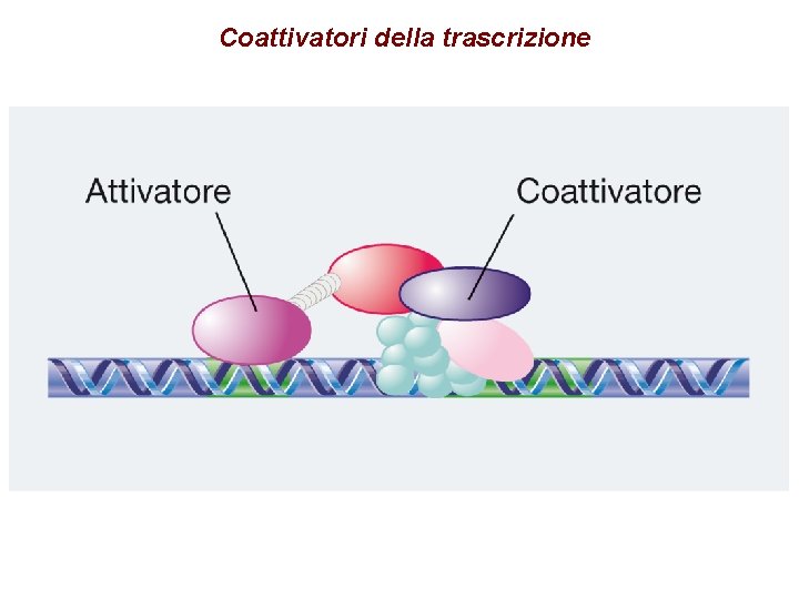 Coattivatori della trascrizione 