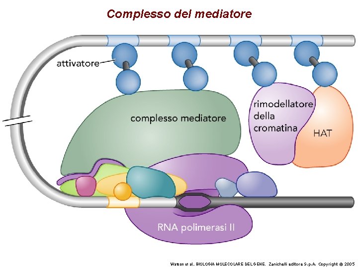 Complesso del mediatore Watson et al. , BIOLOGIA MOLECOLARE DEL GENE, Zanichelli editore S.
