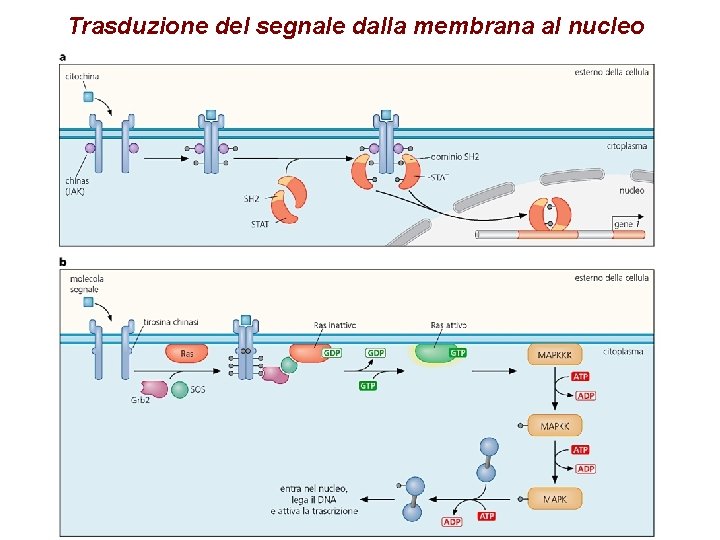 Trasduzione del segnale dalla membrana al nucleo 