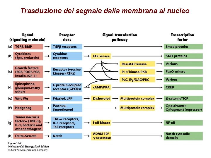 Trasduzione del segnale dalla membrana al nucleo 