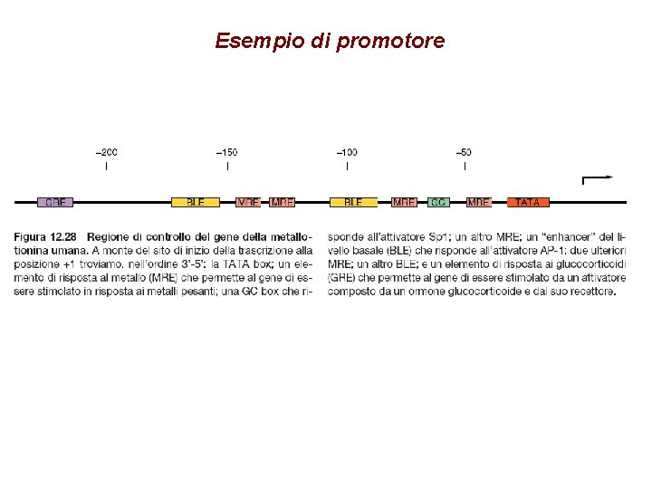 Esempio di promotore 