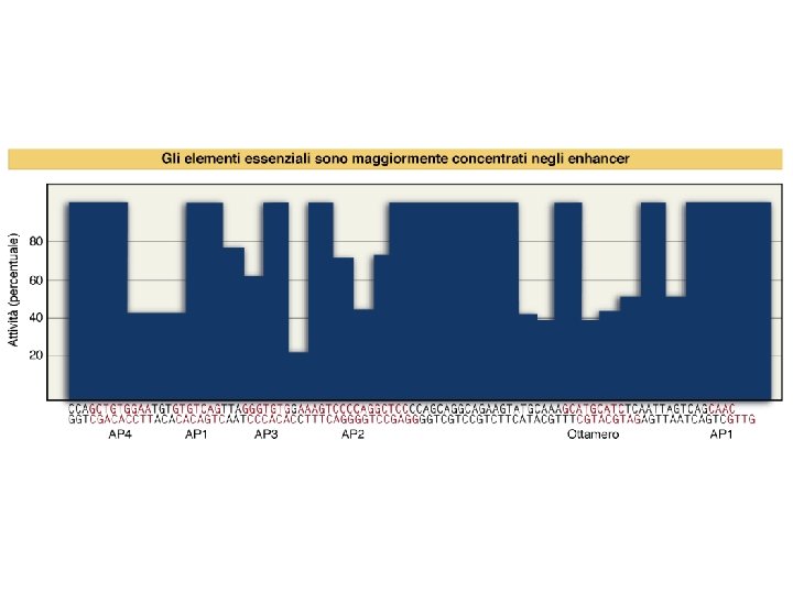 Watson et al. , BIOLOGIA MOLECOLARE DEL GENE, Zanichelli editore S. p. A. Copyright