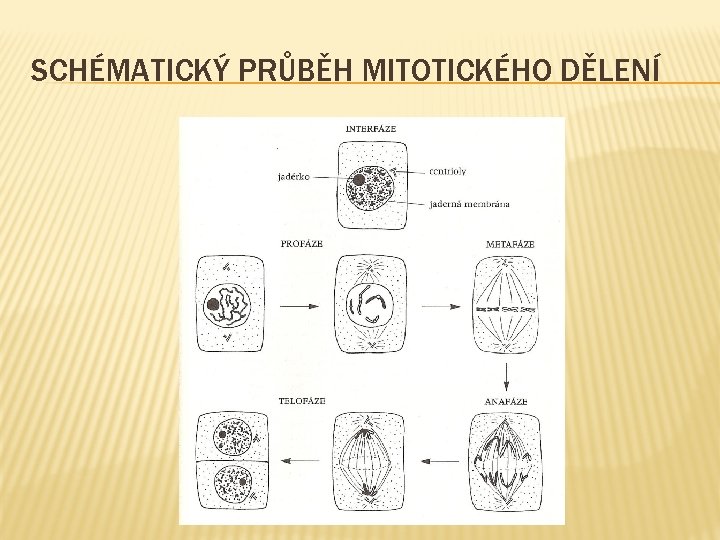 SCHÉMATICKÝ PRŮBĚH MITOTICKÉHO DĚLENÍ 