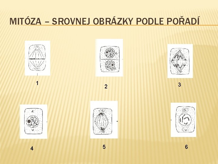 MITÓZA – SROVNEJ OBRÁZKY PODLE POŘADÍ 1 4 2 5 3 6 