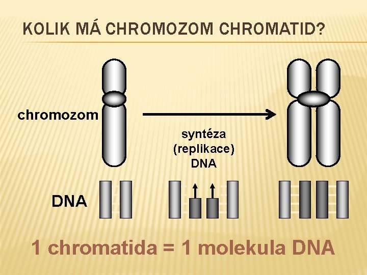 KOLIK MÁ CHROMOZOM CHROMATID? chromozom syntéza (replikace) DNA 1 chromatida = 1 molekula DNA