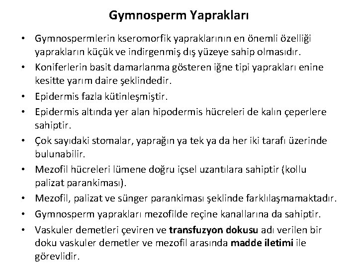 Gymnosperm Yaprakları • Gymnospermlerin kseromorfik yapraklarının en önemli özelliği yaprakların küçük ve indirgenmiş dış