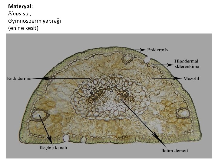 Materyal: Pinus sp. , Gymnosperm yaprağı (enine kesit) 