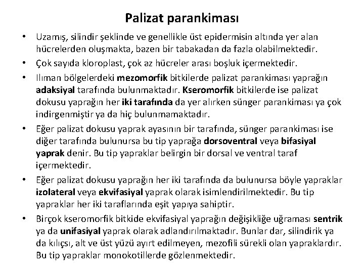 Palizat parankiması • Uzamış, silindir şeklinde ve genellikle üst epidermisin altında yer alan hücrelerden