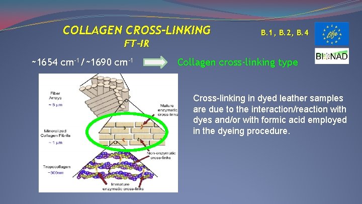 COLLAGEN CROSS-LINKING B. 1, B. 2, B. 4 FT-IR ~1654 cm-1/~1690 cm-1 Collagen cross-linking