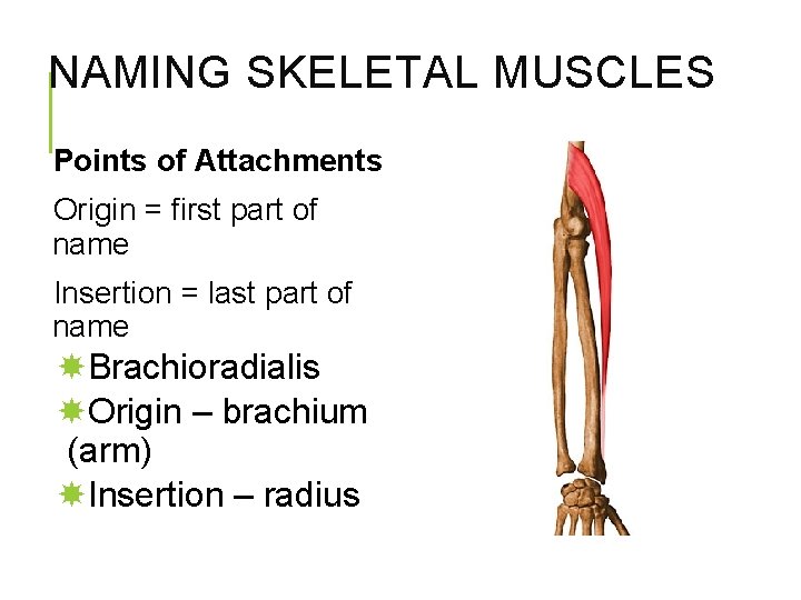 NAMING SKELETAL MUSCLES Points of Attachments Origin = first part of name Insertion =