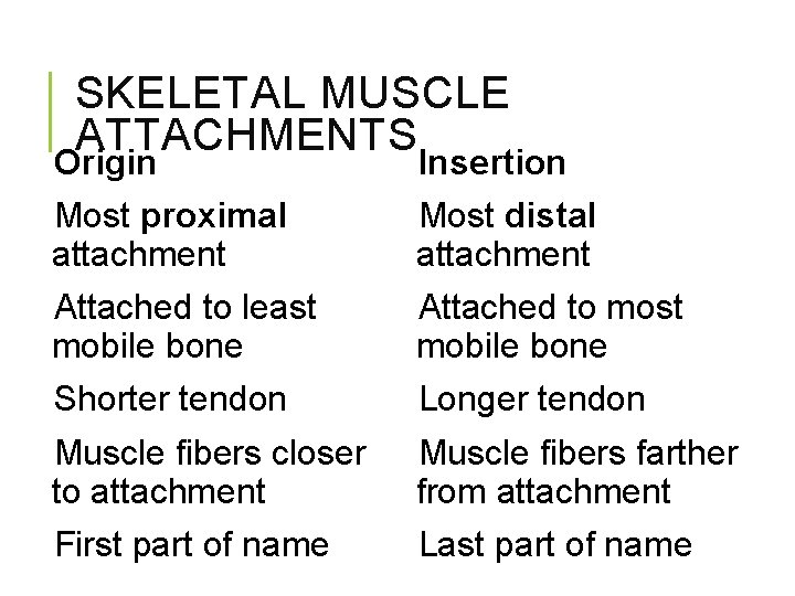 SKELETAL MUSCLE ATTACHMENTS Origin Insertion Most proximal attachment Most distal attachment Attached to least