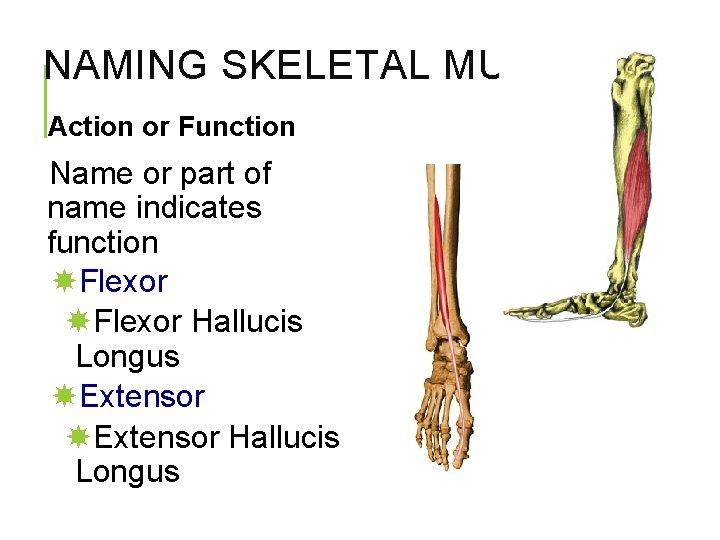 NAMING SKELETAL MUSCLES Action or Function Name or part of name indicates function Flexor