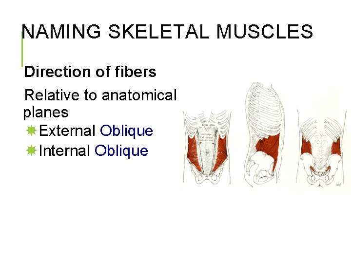 NAMING SKELETAL MUSCLES Direction of fibers Relative to anatomical planes External Oblique Internal Oblique