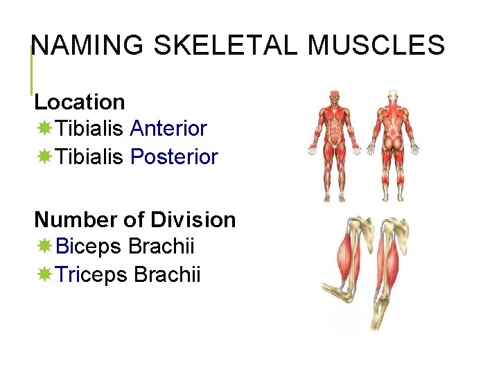 NAMING SKELETAL MUSCLES Location Tibialis Anterior Tibialis Posterior Number of Division Biceps Brachii Triceps