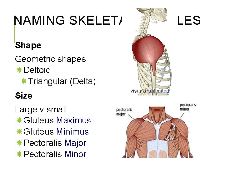 NAMING SKELETAL MUSCLES Shape Geometric shapes Deltoid Triangular (Delta) Size Large v small Gluteus