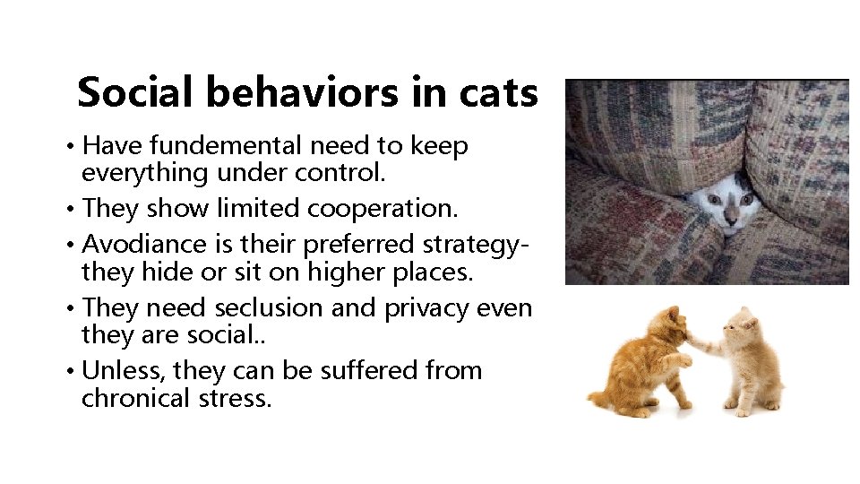 Social behaviors in cats • Have fundemental need to keep everything under control. •