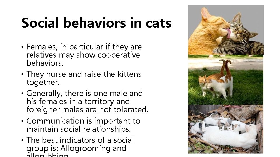 Social behaviors in cats • Females, in particular if they are relatives may show