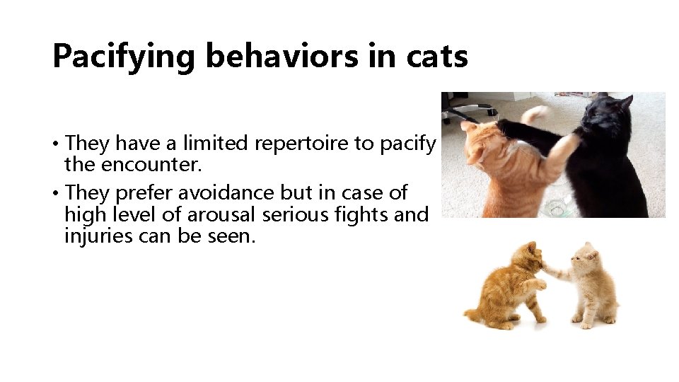 Pacifying behaviors in cats • They have a limited repertoire to pacify the encounter.