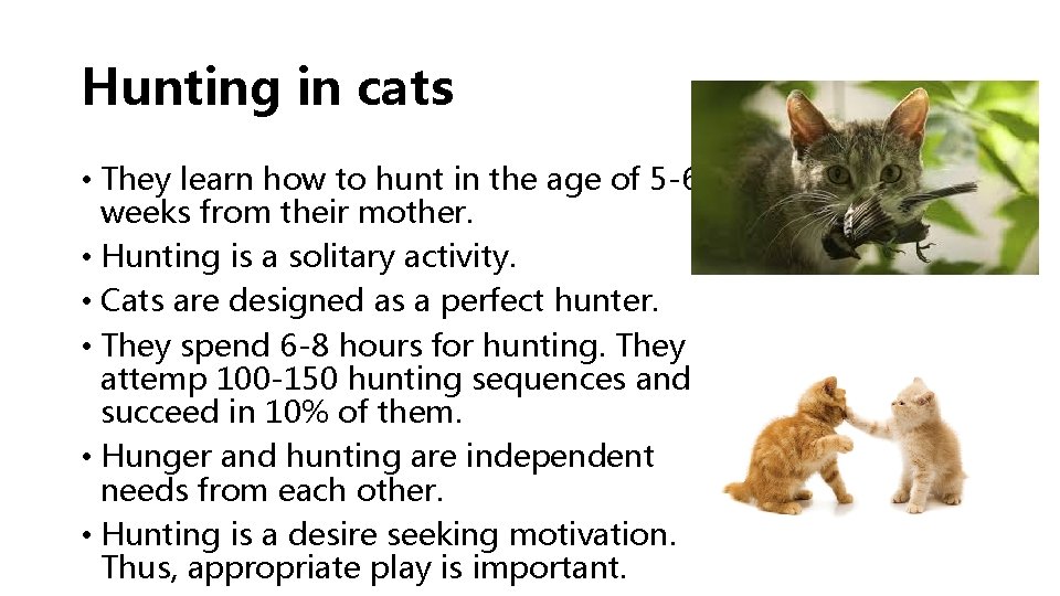 Hunting in cats • They learn how to hunt in the age of 5