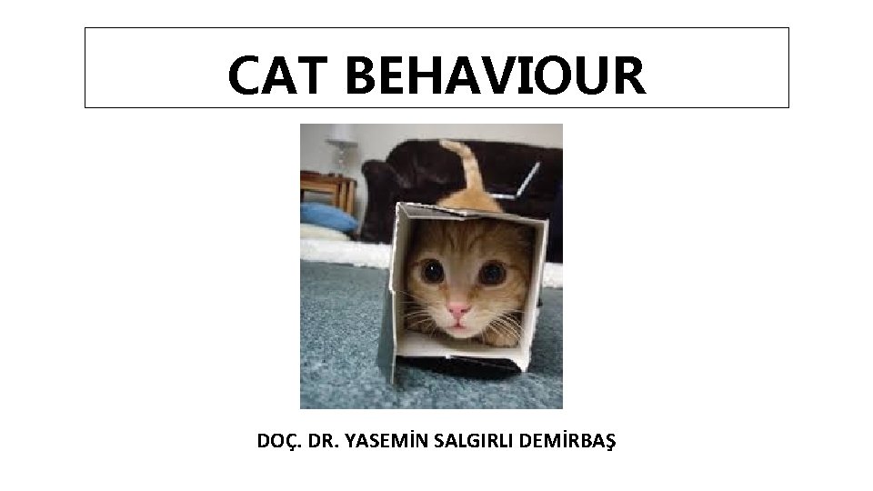 CAT BEHAVIOUR DOÇ. DR. YASEMİN SALGIRLI DEMİRBAŞ 