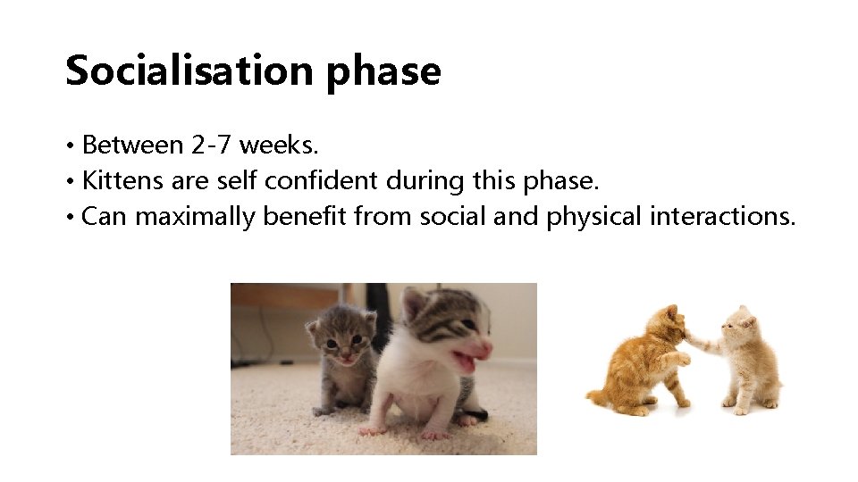 Socialisation phase • Between 2 -7 weeks. • Kittens are self confident during this