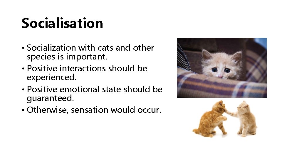 Socialisation • Socialization with cats and other species is important. • Positive interactions should