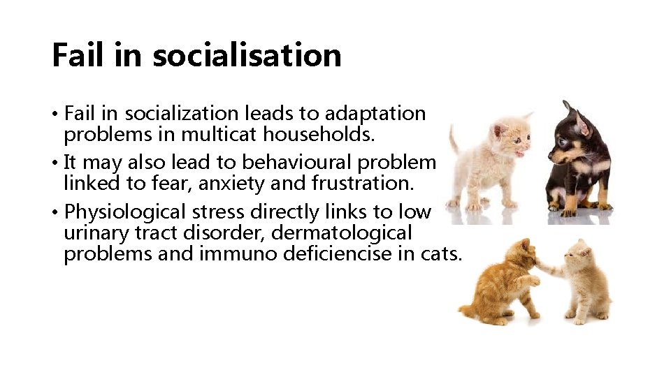 Fail in socialisation • Fail in socialization leads to adaptation problems in multicat households.