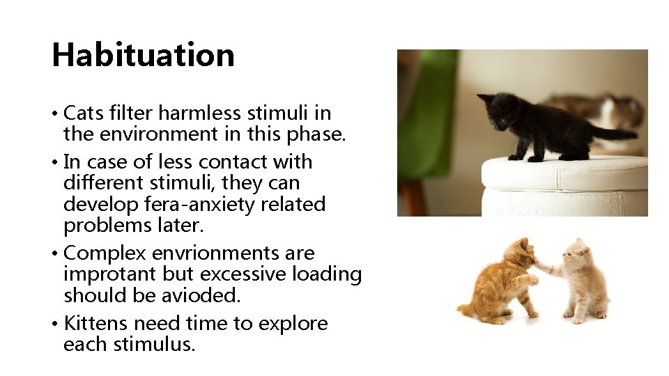 Habituation • Cats filter harmless stimuli in the environment in this phase. • In