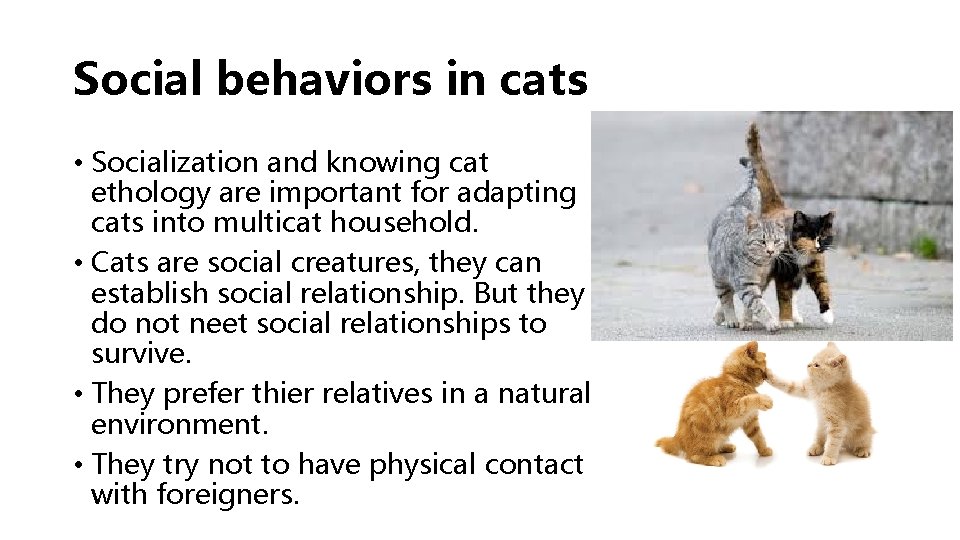 Social behaviors in cats • Socialization and knowing cat ethology are important for adapting