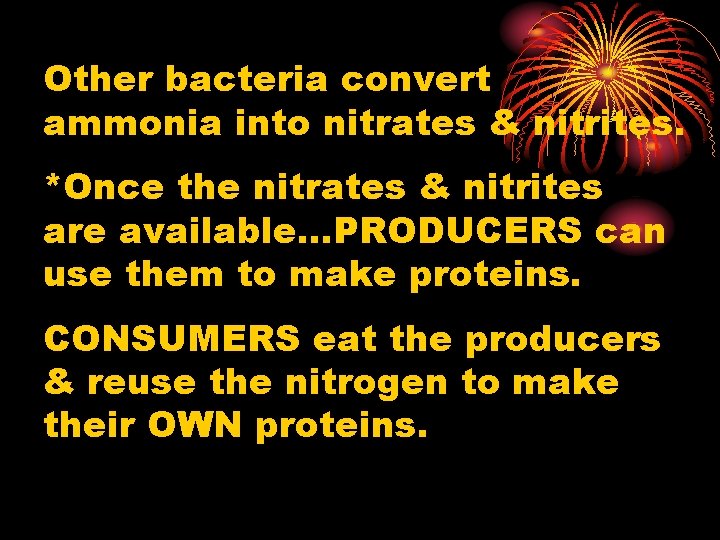 Other bacteria convert ammonia into nitrates & nitrites. *Once the nitrates & nitrites are