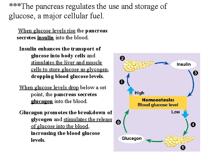 ***The pancreas regulates the use and storage of glucose, a major cellular fuel. When