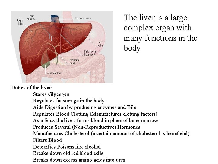 The liver is a large, complex organ with many functions in the body Duties