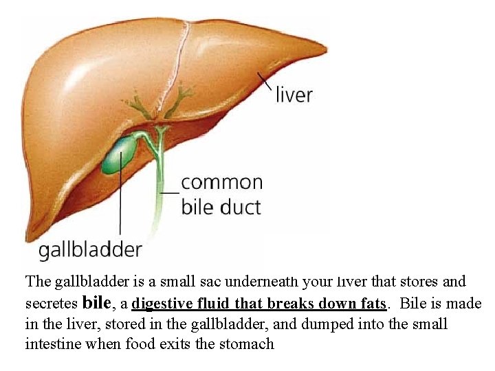 The gallbladder is a small sac underneath your liver that stores and secretes bile,